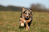 BERGER AUSTRALIEN PUPPIES 750